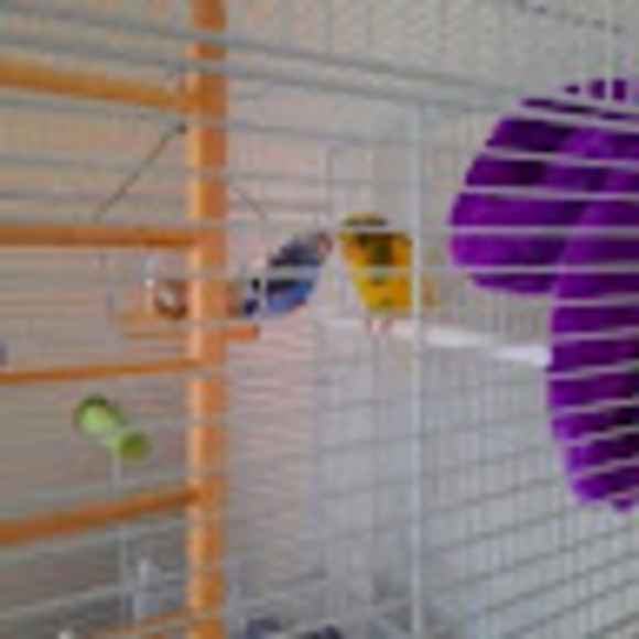 Meet your Posher, Onyx - Picture 1 of 1